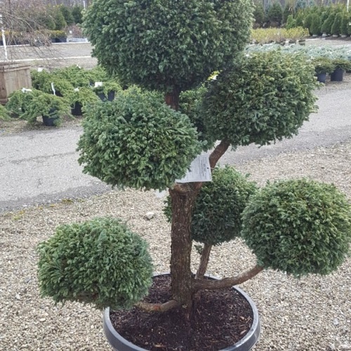 Topiary Gardening Delight 11 Exceptional Plants for Your Topiary