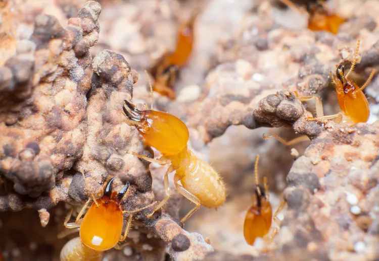 Mulch and Termites Understanding Their Impact on House Foundations